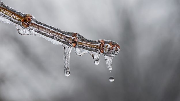 Close-up of a tree branch covered in ice with melting icicles and water droplets against a blurred gray background.