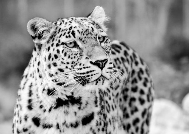 Close-up of a snow leopard in black and white, symbolizing resilience, adaptability, and sharp focus—qualities essential for executive leaders in buy-and-build strategies.