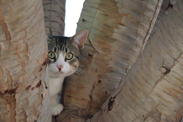 “Cat peeking nervously from behind a tree, symbolizing employees hiding from toxic leadership—featured image for the blog ‘Don’t Be a Shouty Sheila: Scale-Up Leadership Isn’t Built on Scolding’.