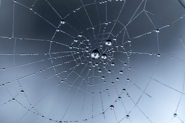 T-Shaped Expertise Is Dead. Long Live the Web-Shaped Leader — a detailed spider web with interconnected nodes and water droplets, symbolizing complex, interdependent systems.